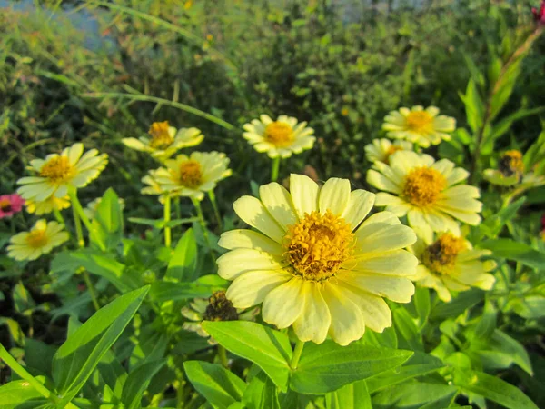 Margaréta Virágot Kertben — Stock Fotó
