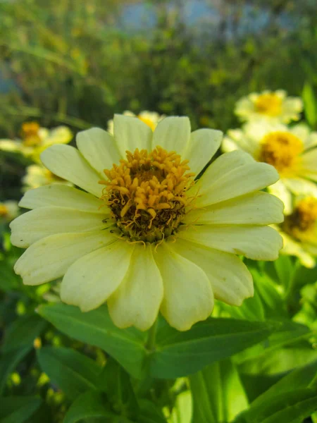 Gänseblümchenblümchen Garten Aus Nächster Nähe — Stockfoto