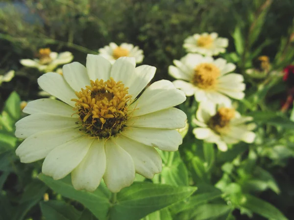 Zárja Daisy Virágok Kertben — Stock Fotó