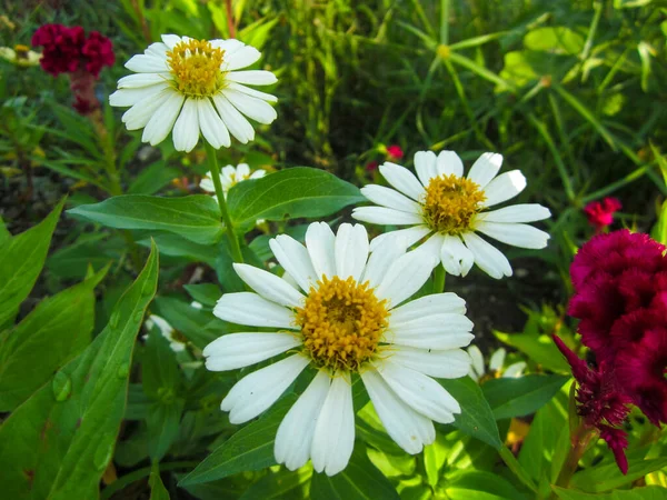 デイジーの花の庭 — ストック写真