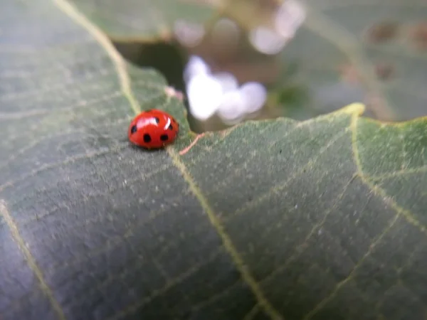 Coccinelle Sur Une Feuille — Photo