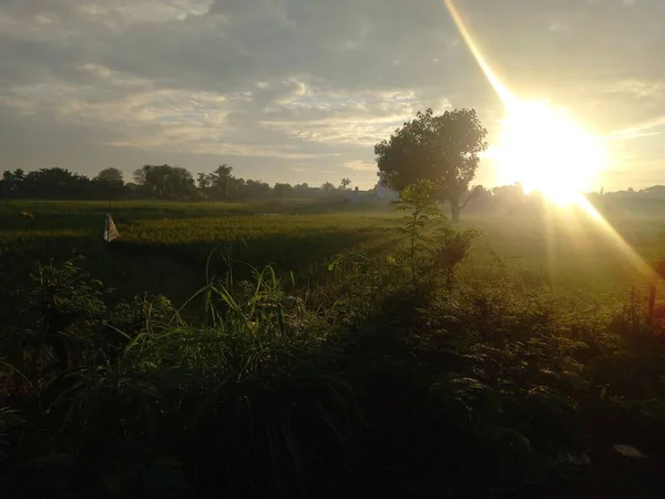 Hermoso Atardecer Bosque — Foto de Stock