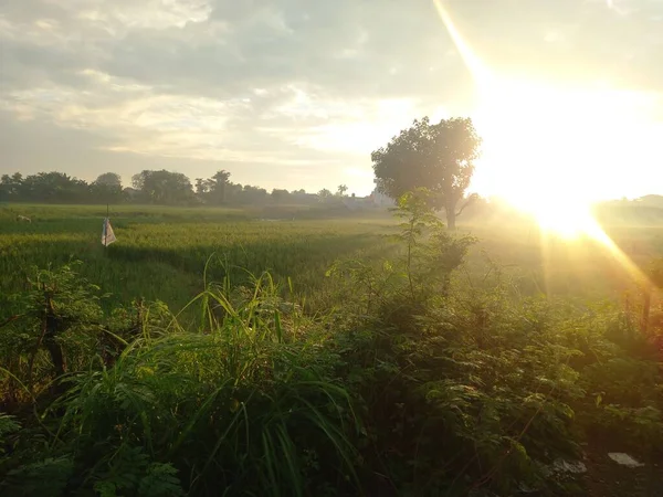 Hermoso Atardecer Bosque — Foto de Stock