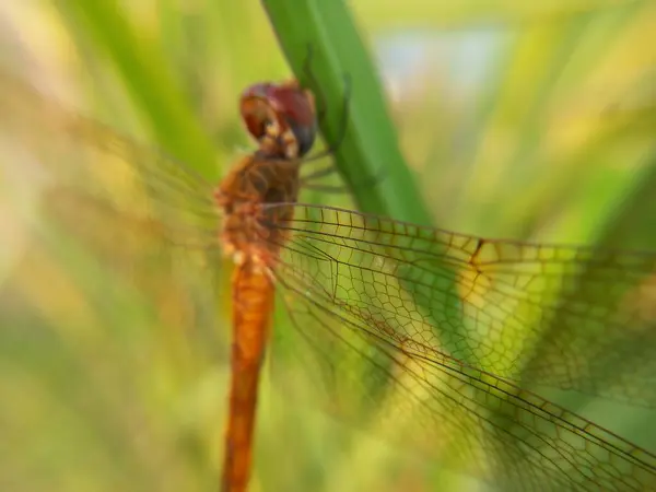 Libélula Sobre Una Hoja Verde —  Fotos de Stock