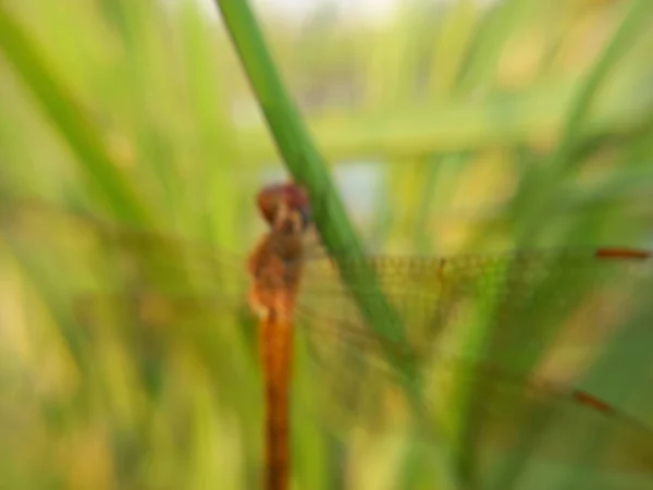 Primer Plano Insectos Jardín —  Fotos de Stock