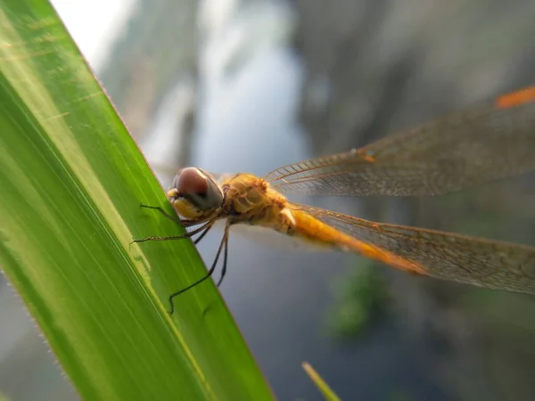 Yeşil yapraklı yusufçuk.