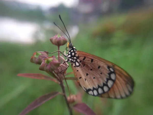 Schöner Schmetterling Auf Einer Blume — Stockfoto