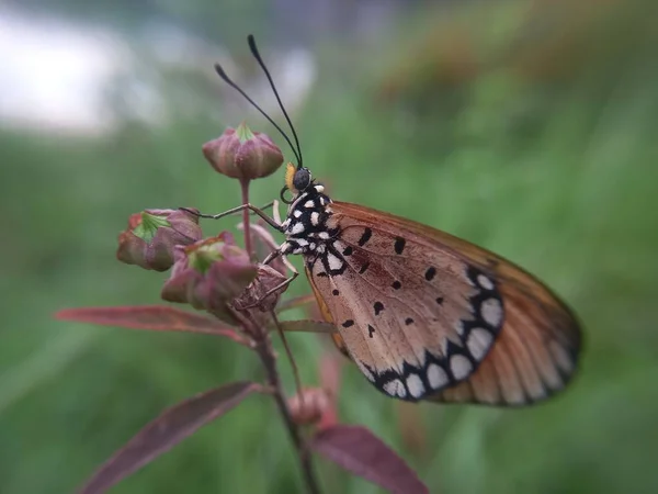 Schöner Schmetterling Auf Einer Blume — Stockfoto