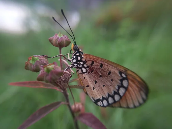 Çiçekteki güzel kelebek