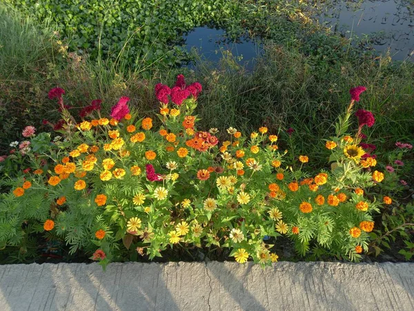 Bahçedeki güzel çiçekler