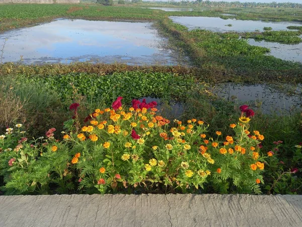 Bahçedeki güzel çiçekler