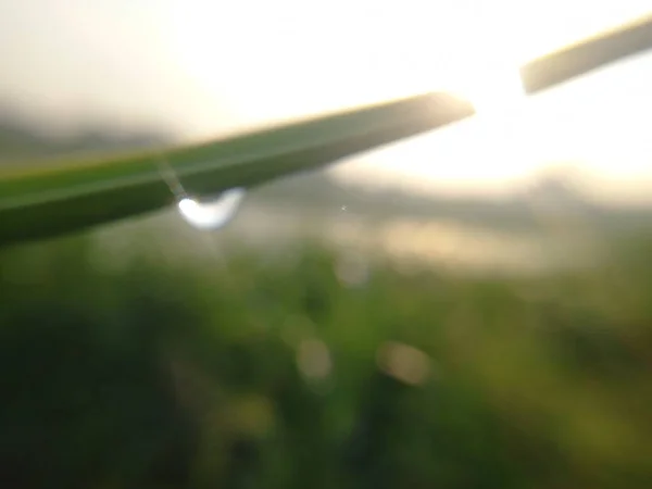 Размытый Фон Зеленой Травы Эффектом Боке — стоковое фото