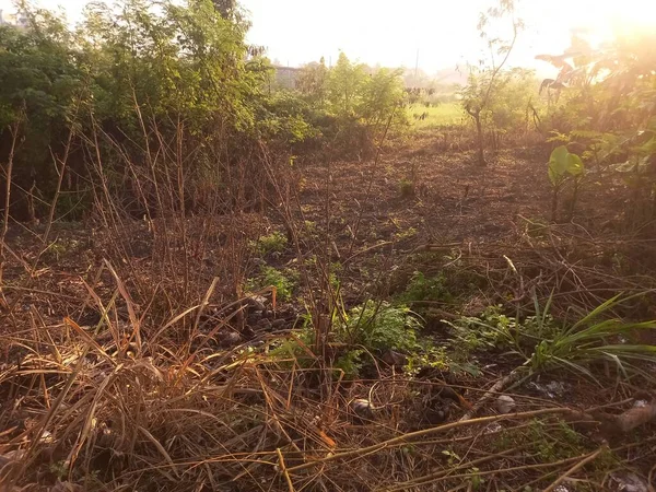 Ormanda yeşil çimenler