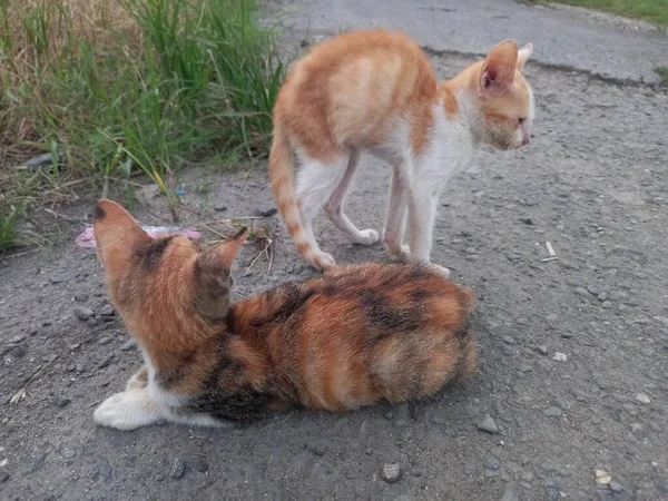 Seekor Kucing Terbaring Tanah — Stok Foto
