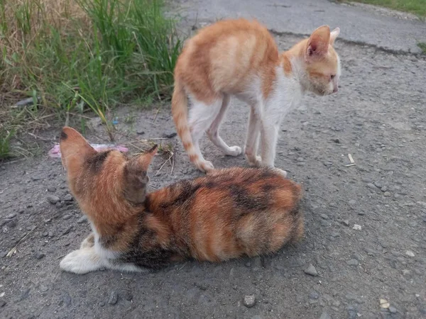 Gato Está Deitado Chão — Fotografia de Stock