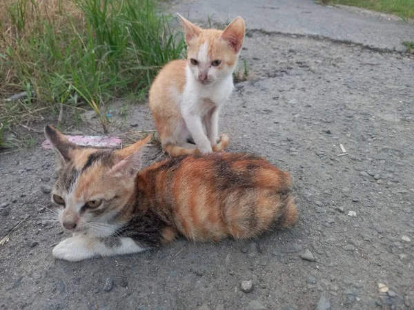 Söt Katt Gatan — Stockfoto