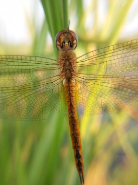 Yeşil yapraklı yusufçuk.