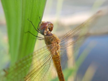 Yeşil yapraklı yusufçuk.