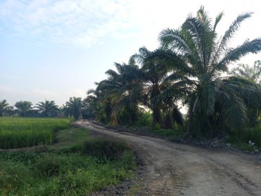 Ormanda palmiye ağaçları