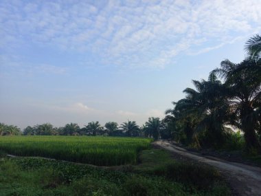 beautiful view of the rice fields in thailand