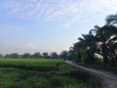beautiful view of the rice fields in thailand