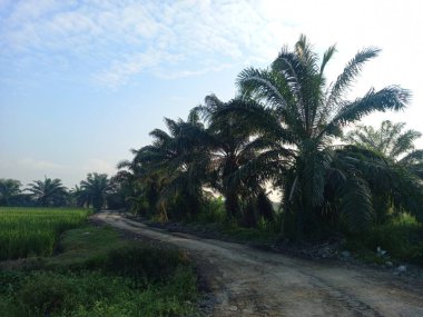 Ormanda palmiye ağaçları