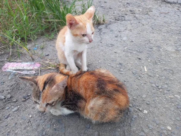 Söt Röd Katt Gatan — Stockfoto