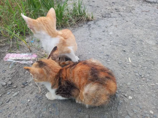 Kırmızı Kedi Yerde — Stok fotoğraf