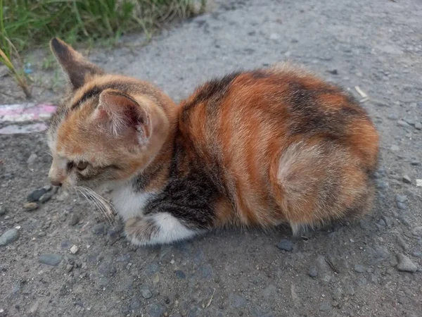 Kucing Jalan — Stok Foto