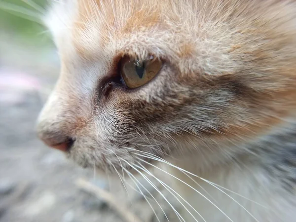 Närbild Katt — Stockfoto