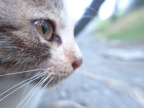 Katt Gatan — Stockfoto