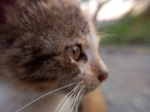 Şirin bir kedinin portresi
