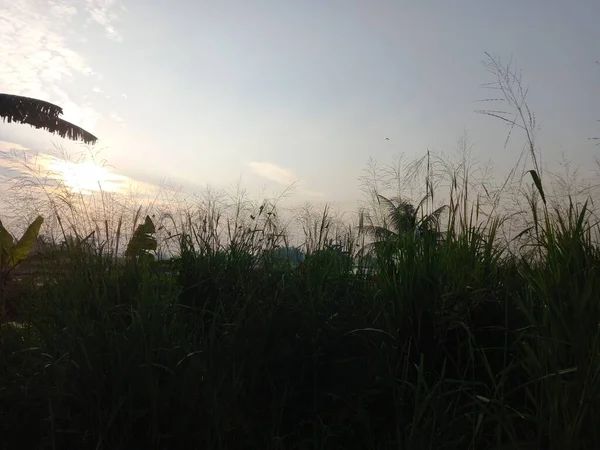 Hermoso Atardecer Bosque —  Fotos de Stock