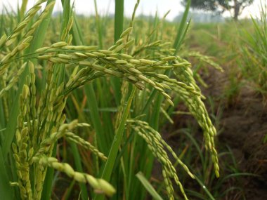 Arkasında pirinç tarlaları olan sarı çeltik tohumlarını kapatın.