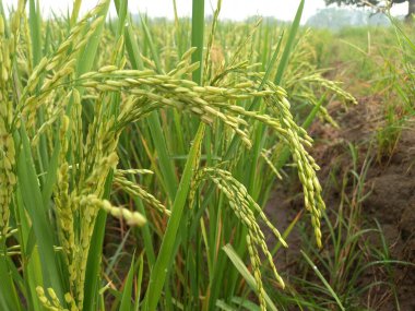 Arkasında pirinç tarlaları olan sarı çeltik tohumlarını kapatın.