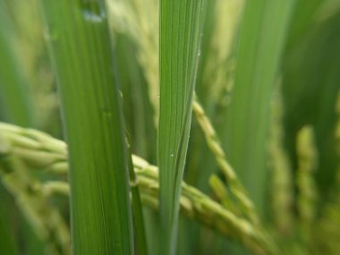 yeşil çimenler tarlada