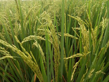 Arkasında pirinç tarlaları olan sarı çeltik tohumlarını kapatın.