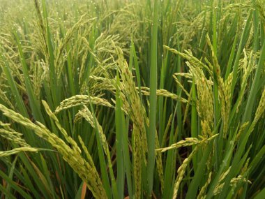 Arkasında pirinç tarlaları olan sarı çeltik tohumlarını kapatın.