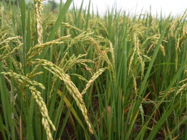 Arkasında pirinç tarlaları olan sarı çeltik tohumlarını kapatın.