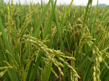 Arkasında pirinç tarlaları olan sarı çeltik tohumlarını kapatın.
