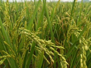 Arkasında pirinç tarlaları olan sarı çeltik tohumlarını kapatın.