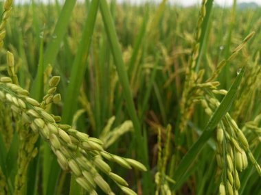 Arkasında pirinç tarlaları olan sarı çeltik tohumlarını kapatın.