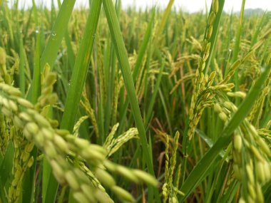 Arkasında pirinç tarlaları olan sarı çeltik tohumlarını kapatın.