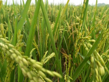 Arkasında pirinç tarlaları olan sarı çeltik tohumlarını kapatın.