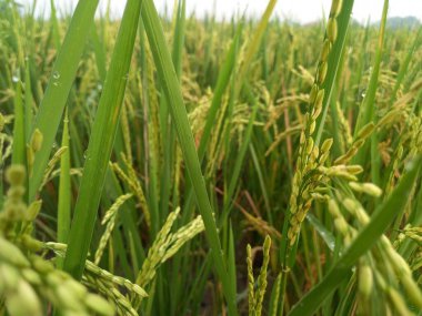 Arkasında pirinç tarlaları olan sarı çeltik tohumlarını kapatın.