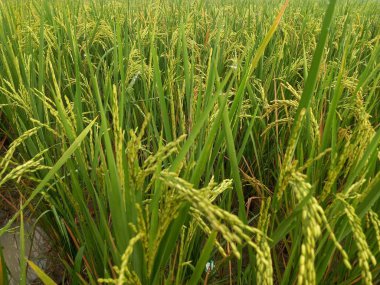 Arkasında pirinç tarlaları olan sarı çeltik tohumlarını kapatın.