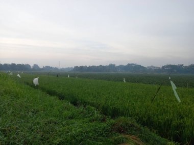 Çayı olan güzel bir manzara.