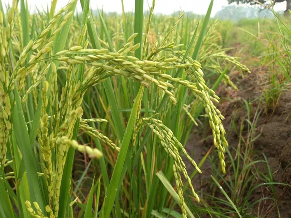 Arkasında pirinç tarlaları olan sarı çeltik tohumlarını kapatın.