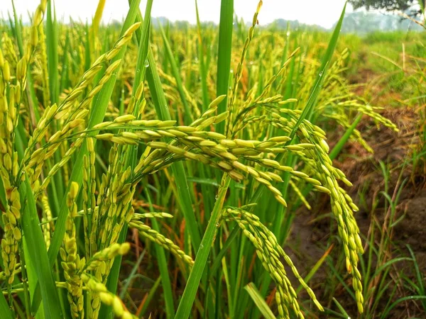 Primer Plano Semilla Arroz Con Arroz Amarillo Con Campos Arroz —  Fotos de Stock