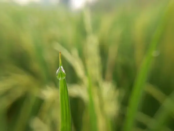 Hierba Verde Campo — Foto de Stock